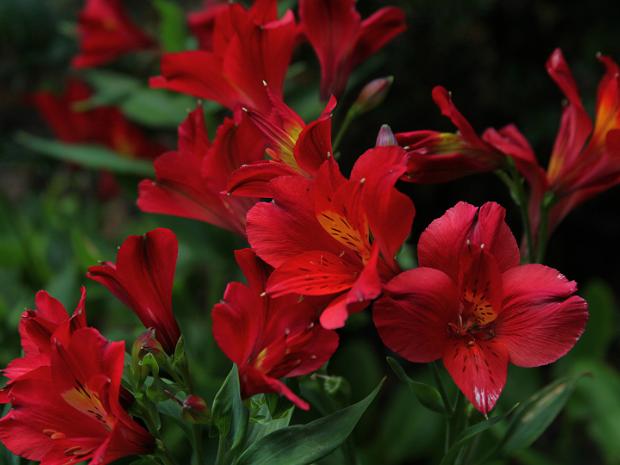 Joe and Friend's gardens